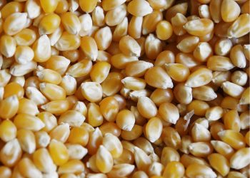 Limits to US corn exports to Mexico violate USMCA, experts warn