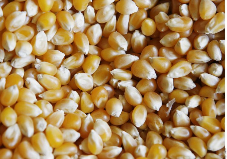 Limits to US corn exports to Mexico violate USMCA, experts warn