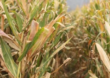 Corn imports reach highs as drought settles in Mexico