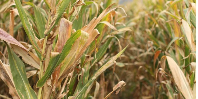 Corn imports reach highs as drought settles in Mexico